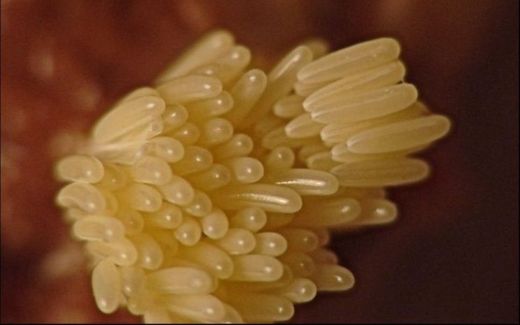 Bentuk Telur Yang Sering Tersembunyi